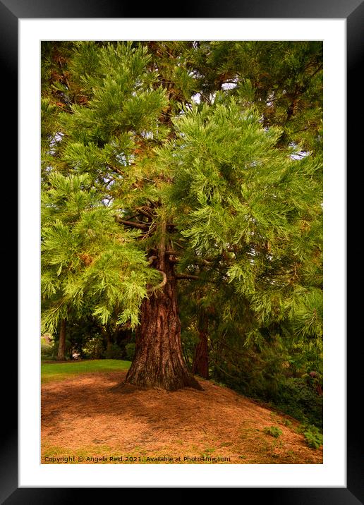 Queen's Park Redwood Framed Mounted Print by Reidy's Photos
