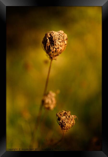 Golden Seed Pod Framed Print by Reidy's Photos