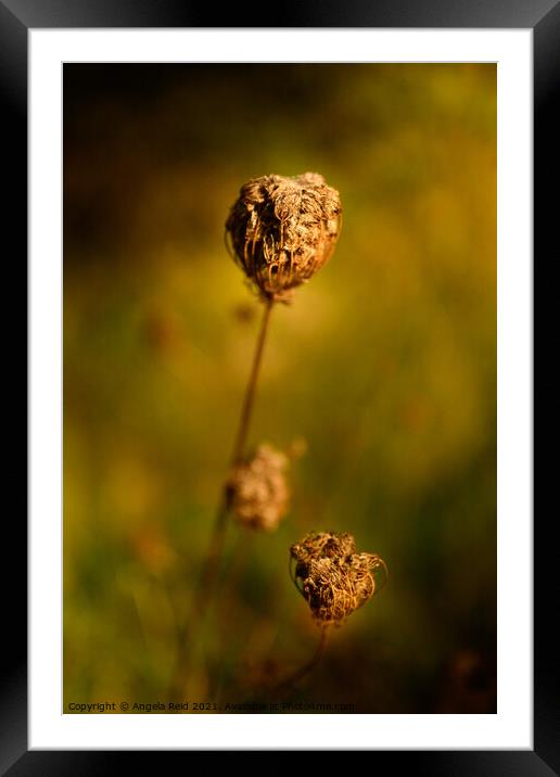 Golden Seed Pod Framed Mounted Print by Reidy's Photos