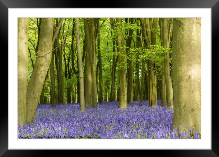 Bluebell Carpet Framed Mounted Print by Reidy's Photos