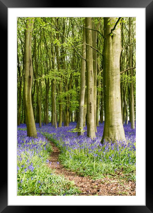Through the Bluebells Framed Mounted Print by Reidy's Photos