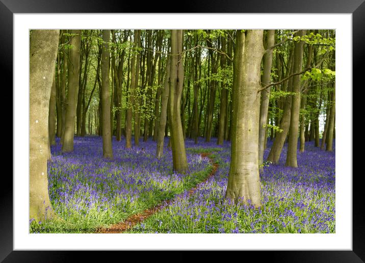 Pathway Through the Bluebells Framed Mounted Print by Reidy's Photos
