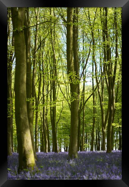 Woodland Bluebells Framed Print by Reidy's Photos