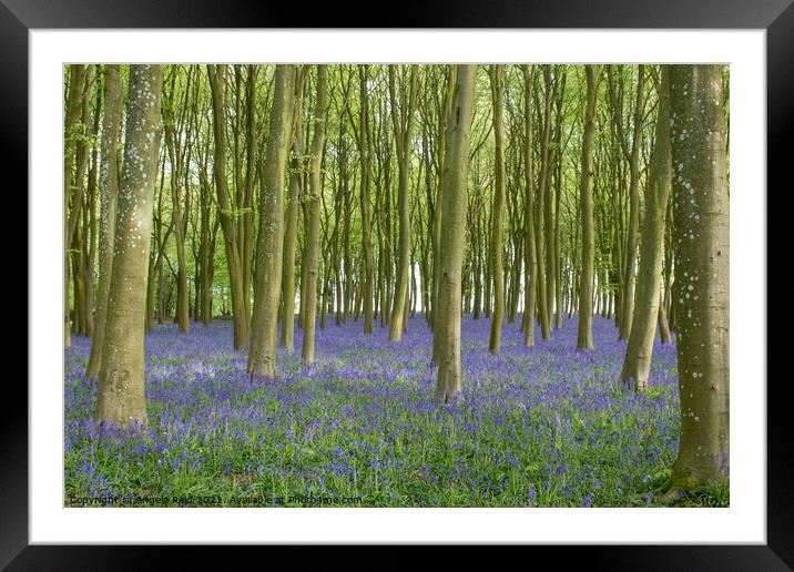 British Bluebell Carpet Framed Mounted Print by Reidy's Photos