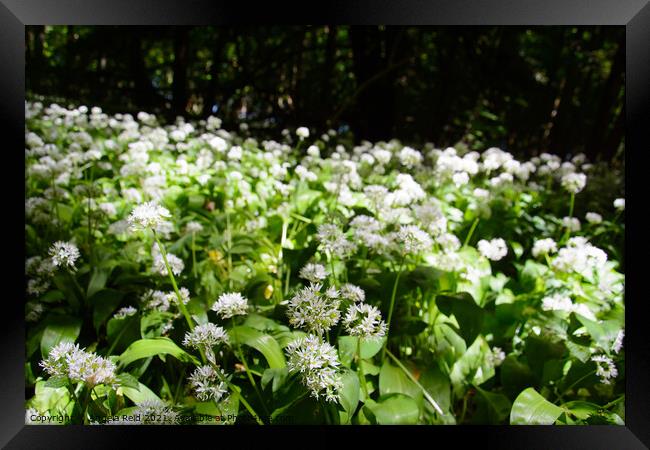 Wild Garlic Framed Print by Reidy's Photos