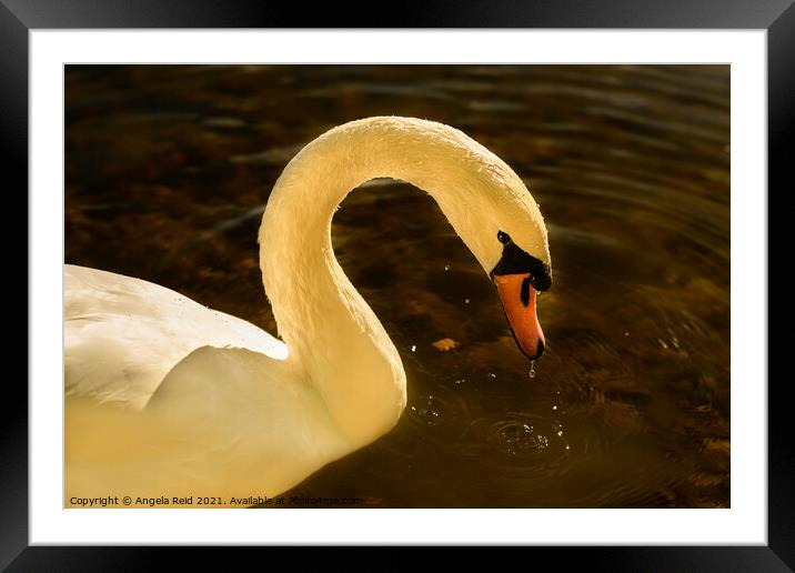 Swan Lake Framed Mounted Print by Reidy's Photos