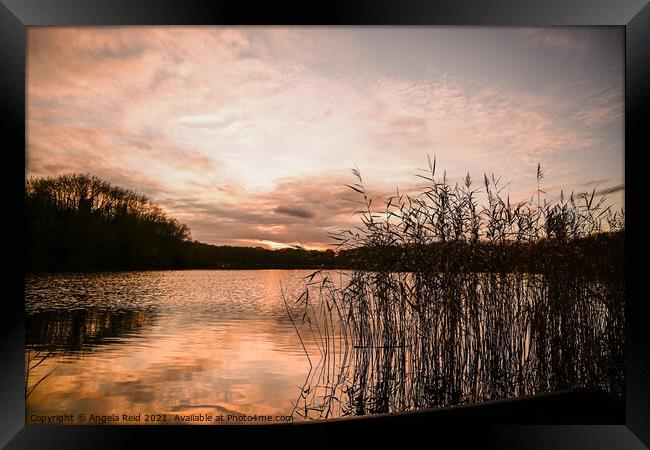 Reeds at Sunset at Coate Water Swindon Framed Print by Reidy's Photos