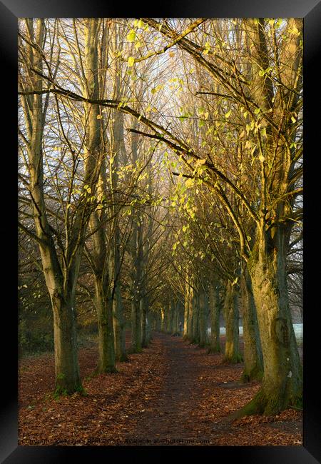 Coate Water Avenue of Trees Framed Print by Reidy's Photos