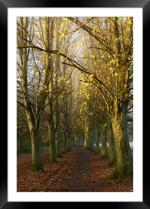 Coate Water Avenue of Trees Framed Mounted Print by Reidy's Photos