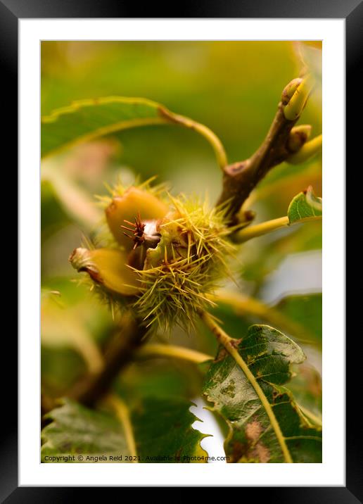 Conker Close Up Framed Mounted Print by Reidy's Photos