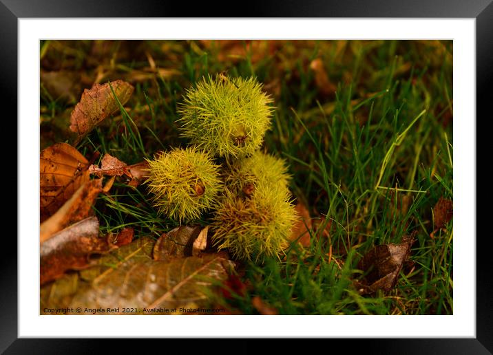 Sweet Chestnut Conker Pile Framed Mounted Print by Reidy's Photos