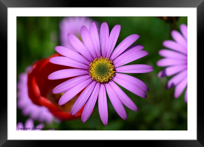 Pink Daisy flower Framed Mounted Print by Reidy's Photos