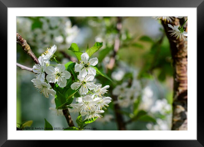 Apple Blossom Tree Framed Mounted Print by Reidy's Photos