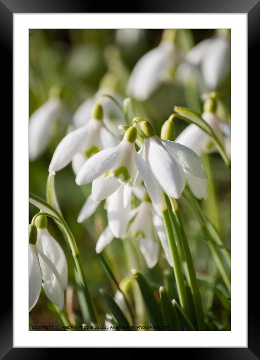 1st Snowdrops Framed Mounted Print by Reidy's Photos