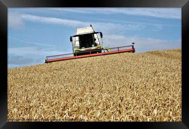 Harvesting wheat in Northumberland. Framed Print by mick vardy