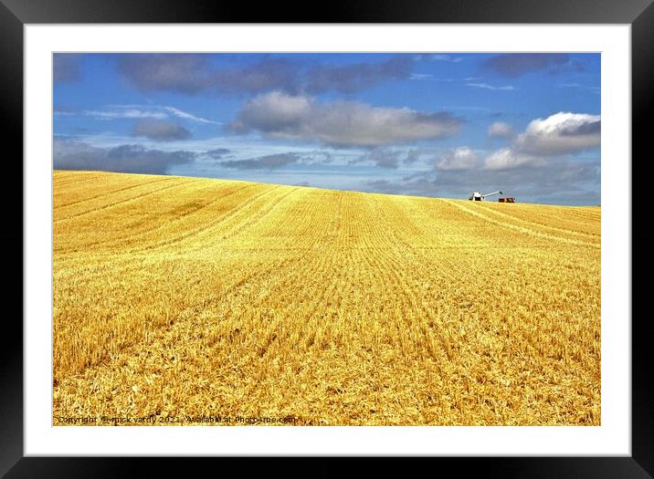 Cutting wheat in Northumberland. Framed Mounted Print by mick vardy