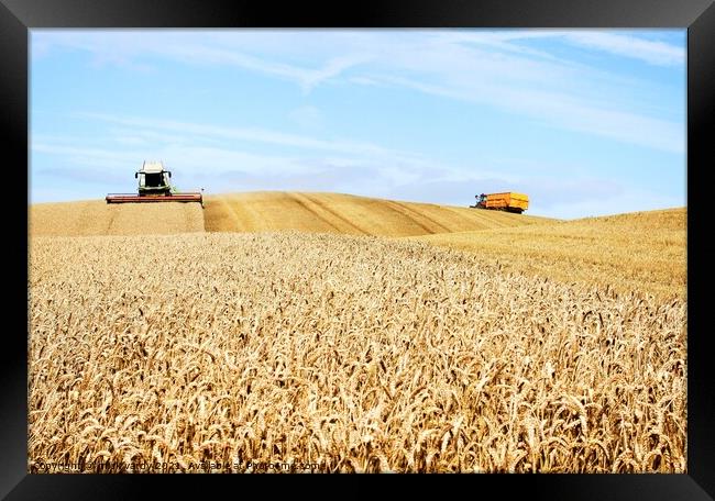 Harvesting wheat on the humpy field Framed Print by mick vardy