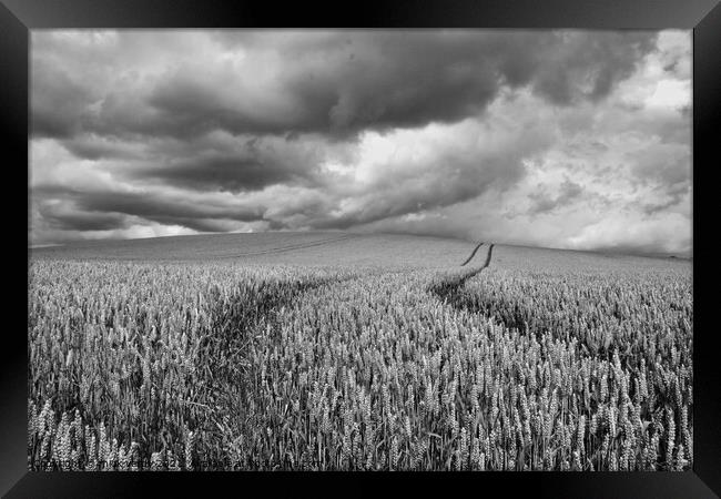 Storm clouds over the wheat. Framed Print by mick vardy