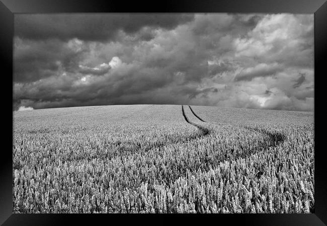 Wheat on the humpy field with storm clouds. Framed Print by mick vardy