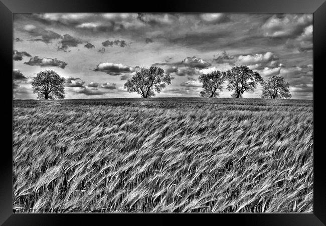 The wind that blows the barley. Framed Print by mick vardy