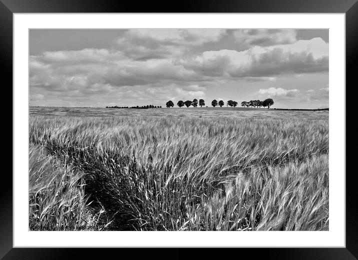 Tramlines in the barley field. Framed Mounted Print by mick vardy
