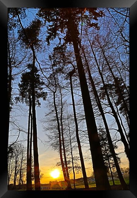 Sunset through the pines Framed Print by mick vardy