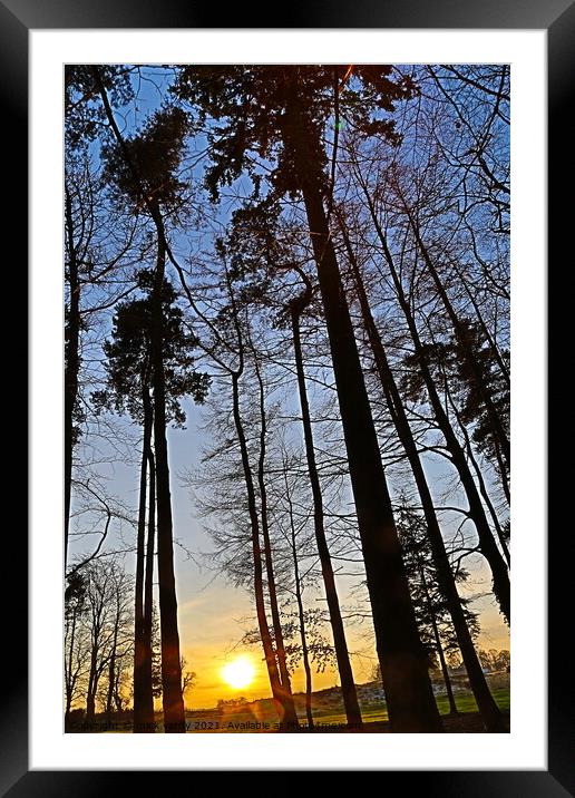 Sunset through the pines Framed Mounted Print by mick vardy