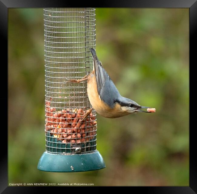 Nuthatch at Feeder Framed Print by ANN RENFREW