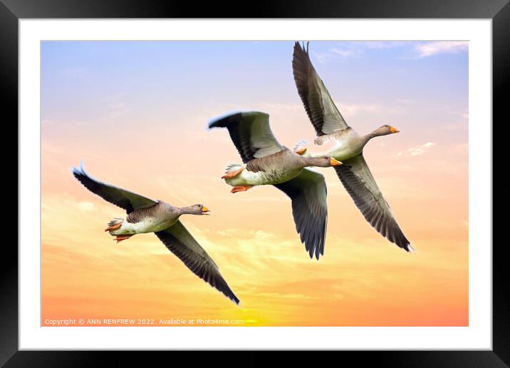 Geese flying in the sunset. Framed Mounted Print by ANN RENFREW