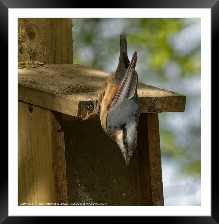 Nuthatch holds on tight. Framed Mounted Print by ANN RENFREW