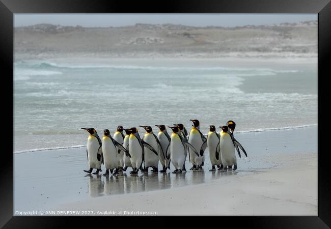 The March of the Penguins Framed Print by ANN RENFREW