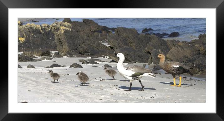 Family Outing Framed Mounted Print by ANN RENFREW