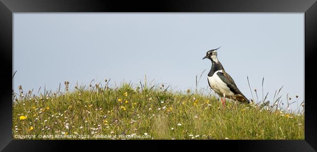 Lapwing in a Meadow Framed Print by ANN RENFREW