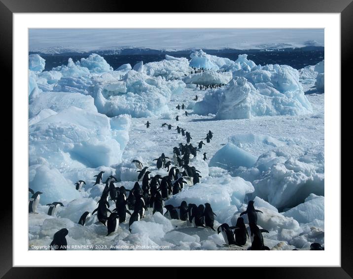 Penguin Highway Framed Mounted Print by ANN RENFREW