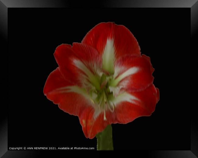 Amaryllis Framed Print by ANN RENFREW