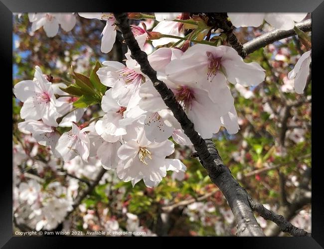 Japanese Cherry Blossom Framed Print by Pam Wilson