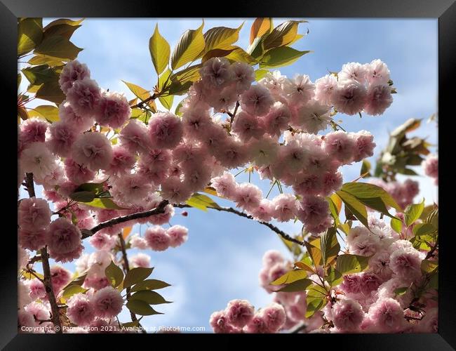 Japanese Cherry Blossom against the blue sky Framed Print by Pam Wilson