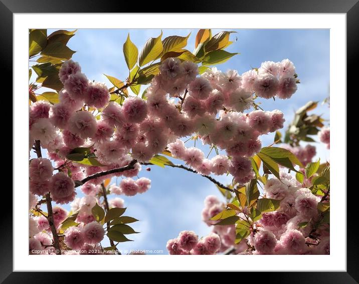 Japanese Cherry Blossom against the blue sky Framed Mounted Print by Pam Wilson