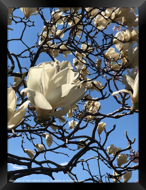 White Magnolia in the Sky Framed Print by Pam Wilson