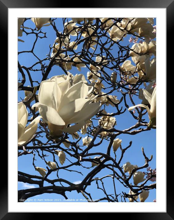 White Magnolia in the Sky Framed Mounted Print by Pam Wilson
