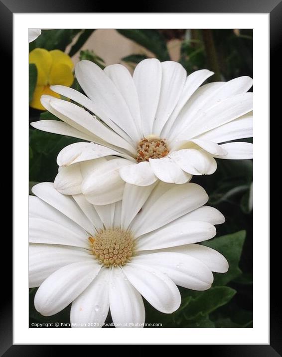 White Gebera Daisies Framed Mounted Print by Pam Wilson