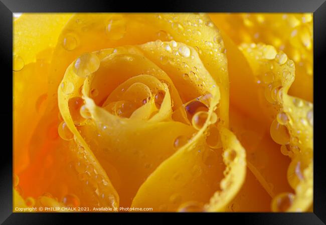 Yellow rose with water droplets 550 Framed Print by PHILIP CHALK