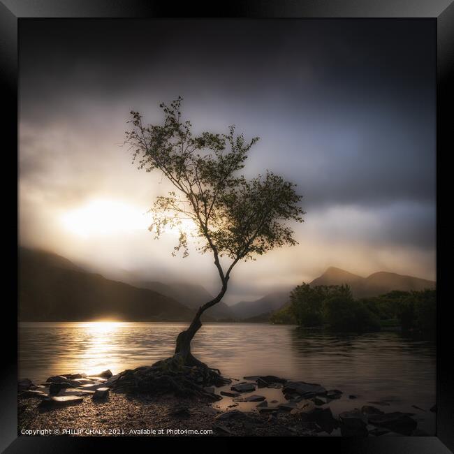 Soft and dreamy tree 619 Framed Print by PHILIP CHALK