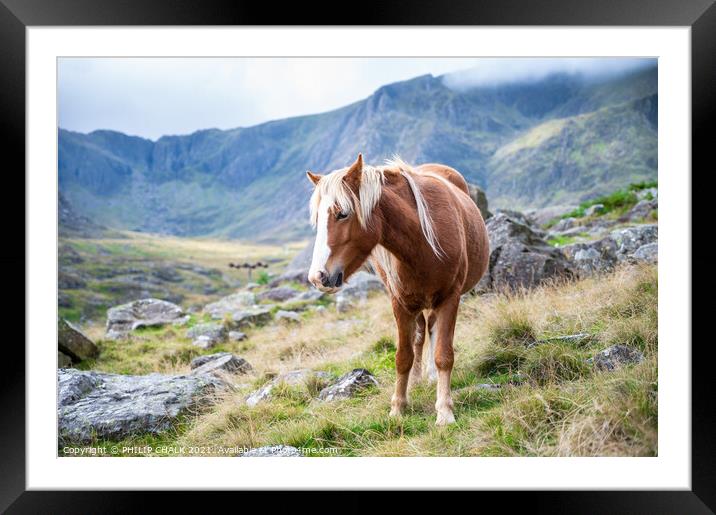 Welsh pony 654 Framed Mounted Print by PHILIP CHALK