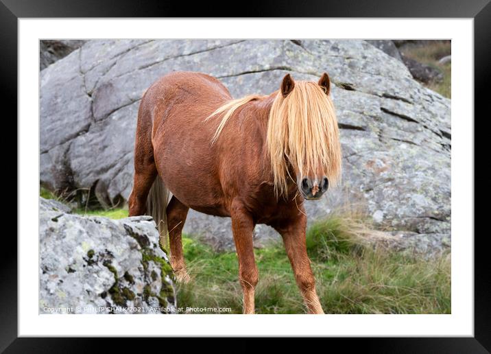 Welsh pony 655 Framed Mounted Print by PHILIP CHALK