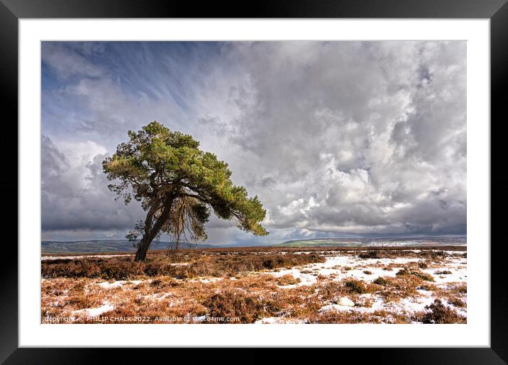 The lone tree on the north Yorkshire moors 693 Framed Mounted Print by PHILIP CHALK