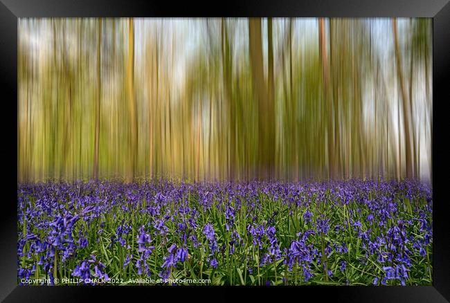 Bluebell forest blur 716 Framed Print by PHILIP CHALK