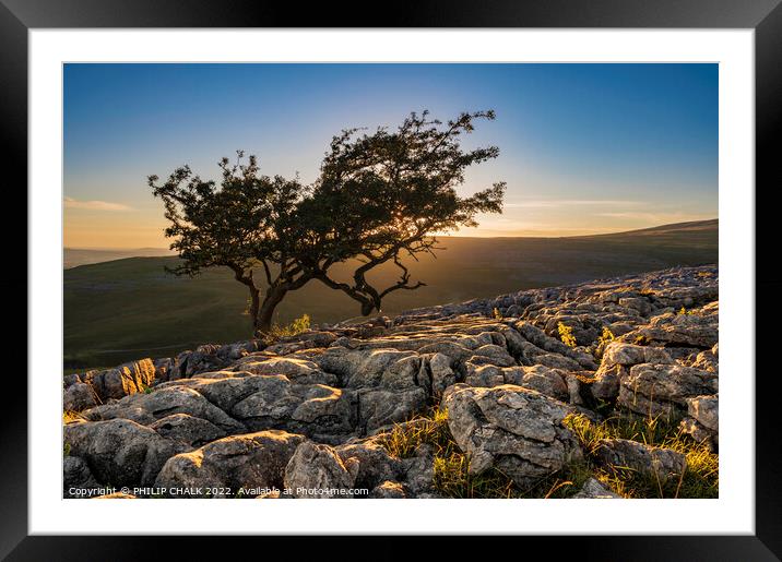 The lone tree on Twisleton scar 749 Framed Mounted Print by PHILIP CHALK