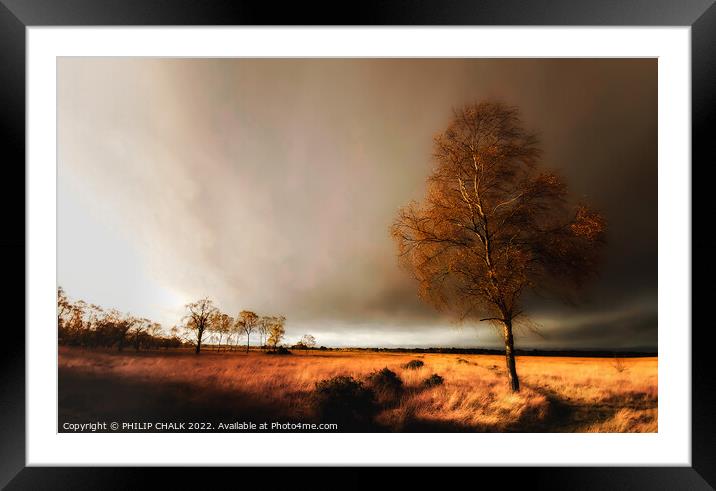 Lone tree in a storm 25 Framed Mounted Print by PHILIP CHALK