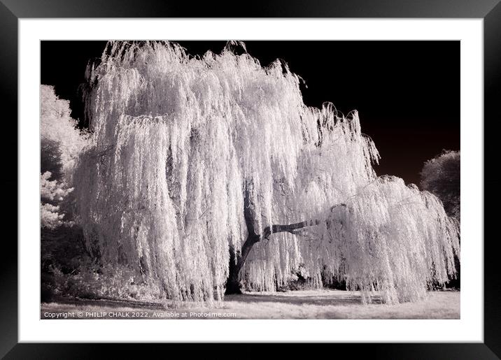 Weeping willow in infrared 820  Framed Mounted Print by PHILIP CHALK